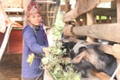 Một phụ nữ Thái chia sẻ cách nuôi con biết ăn cả lá ngón