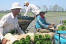 Các hợp tác xã giúp nông dân vượt qua khủng hoảng, ngược lại còn hoạt động mạnh hơn 