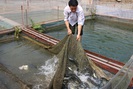 Quỳnh Nhai nuôi cá lồng theo chuỗi giá trị bền vững