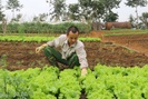 Sơn La: Nguồn cung rau xanh dồi dào đáp ứng nhu cầu dịp Tết Nguyên Đán