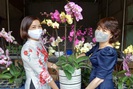 Sôi động thị trường hoa, cây cảnh dịp Tết ở Phù Yên