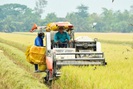 Vụ Đông Xuân 2020-2021: Dịch vụ cho thuê máy gặt đập liên hợp "ăn nên làm ra"
