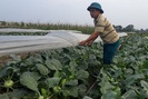 Hà Nội: Nông dân phấn khởi khi giá rau xanh đã tăng nhanh chóng