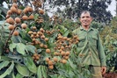 Đắk Nông: Chán trồng tiêu, cà phê, bơ, ông nông dân này đem nhãn lồng Hưng Yên về trồng thử và cái kết bất ngờ