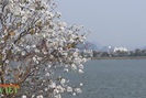 Thành phố Lai Châu đẹp lên trong mùa ban khoe sắc