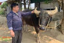 Mua trâu về vỗ béo, một nông dân ở Lai Châu giàu lên trông thấy