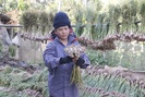 Nông dân Yên Châu phấn khởi khi tỏi được mùa, được cả giá