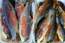Bình Định: Loài cá chỉ vượt thác để sinh sản, ăn cùng với loại rau tên nghe bắt tai, bán "đắt như tôm tươi"