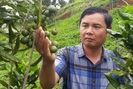 Điện Biên: Cây "tỷ đô" cho quả ngọt đầu mùa