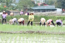 Phù Yên: Trồng lúa hữu cơ, lợi nhuận tăng hơn 8 triệu đồng so với lúa thông thường 