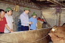 PCT UBND tỉnh Lê Đức Giang: “Thanh Hóa phấn đấu tới ngày 20/4 sẽ công bố hết dịch viêm da nổi cục trên trâu bò”