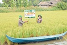 Trồng lúa hữu cơ để né hạn mặn, xuất khẩu sang châu Âu, nhà nông thu lãi lớn