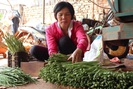 Trồng măng tây xanh, một ông nông dân Lâm Đồng thu lợi nhuận gấp 4-5 lần trồng cà phê