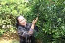 Nông dân Cao Phong phất lên nhờ trồng loại cây này