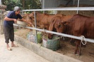 Xây dựng NTM ở Điện Biên: Bảo vệ môi trường, đồng hành cùng chăn nuôi