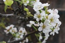 Người dân Hà Nội chen chân mua loài hoa trắng tinh khôi trưng nhà níu giữ sắc xuân