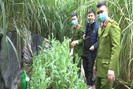 Lạng Sơn: Phát hiện hai anh em trồng hàng trăm cây thuốc phiện trong vườn nhà