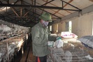 Bắc Ninh: Bỏ nuôi lợn chuyển sang nuôi thỏ ngoại, mỗi tháng ông nông dân bỏ túi 20 triệu đồng
