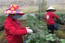 Mộc Châu hỗ trợ và tập huấn khoa học kỹ thuật, giúp nông dân làm giàu 