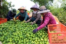 Trồng chanh kiểu "xịn xò" này, nông dân Bến Lức tha hồ đem chanh Việt xuất sang trời Âu