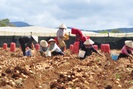 Lâm Đồng: Rủ nhau trồng khoai tây, đào lên toàn củ là củ, nông dân không lo đầu ra