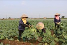 Bắc Ninh: Phê duyệt cụm công nghiệp Cao Đức- Vạn Ninh 54ha với tổng vốn đầu tư 565 tỷ đồng