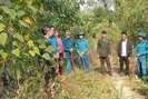 Hạt Kiểm lâm Mộc Châu: Làm tốt công tác bảo vệ và trồng rừng