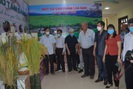 Nông thôn Tây Bắc: Hội thảo thúc đẩy phát triển sản xuất - tiêu thụ gạo chất lượng cao ở Điện Biên

