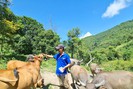 Kỹ sư nông nghiệp 'gác' bằng đại học lên núi chăn nuôi