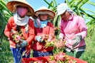 Sau vải thiều, Việt Nam có thêm 1 loại trái cây được cấp “giấy thông hành” vào Nhật Bản