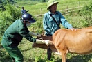 Nông thôn Tây Bắc: Phòng chống dịch bệnh gia súc ở Mường Chà