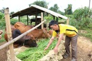 Nông thôn Tây Bắc: Co Mạ chủ động phòng chống rét cho đàn gia súc
