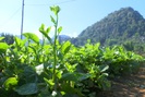 Nông thôn Tây Bắc: Thành phố Sơn La chú trọng sản xuất rau vụ đông an toàn và hiệu quả
