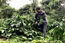 Đắk Lắk: Trồng cà phê lạ đời, để thảm cỏ tốt um thế mà lại giảm chi phí