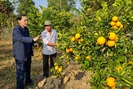 Hội Nông dân tỉnh Điện Biên: Hỗ trợ tiêu thụ 10 tấn cam vàng Hà Giang

