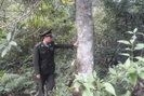 Dịch vụ môi trường rừng: Sinh kế bền vững cho người dân Lai Châu