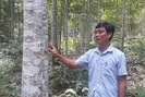 Nông thôn Tây Bắc: Người tiếp sức cho rừng hồi sinh ở Lai Châu