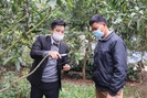 Hội Nông dân Sơn La: Kỹ thuật cải tạo vườn tạp cho   nông dân
