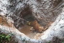 Sơn La: Tiêu huỷ 1 tấn bò bị bệnh viêm da nổi cục