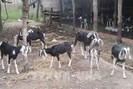 Ninh Thuận: Giá dê, cừu đạt đỉnh, tăng cao nhất từ đầu năm đến nay