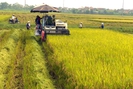 Giá lúa gạo hôm nay: Đài Thơm hết đà tăng nhưng vẫn giữ mức giá tốt