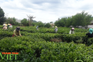 Lai Châu: Phát triển sản xuất nông nghiệp bền vững theo chuỗi liên kết
