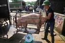 Giá lợn hơi xuống mức thấp nhất trong 1 năm qua, nhiều hộ chăn nuôi "treo" chuồng