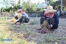 Quảng Ngãi: Nông dân gặp khó khi cây trồng, vật nuôi liên tục rớt giá