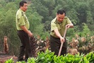 Hạt Kiểm lâm Mai Châu: Trồng rừng bằng giống nuôi cấy mô - hướng đi mới cho phát triển kinh tế rừng