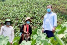 Lai Châu: Hiệu quả từ chuyển đổi cơ cấu cây trồng ở xã Nậm Xe