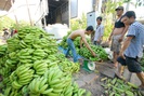 Trung Quốc đang thừa loại quả này, giá chuối tại Đồng Nai chỉ còn vài ngàn/kg, nông dân vẫn đua nhau trồng