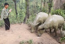 Nuôi toàn trâu, bò to bự, hội viên nông dân Sơn La có ngay trăm triệu/năm 