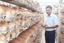 Anh thanh niên Thanh Hóa 36 tuổi đã có 3 sản phẩm OCOP trong tay từ cây nấm, doanh thu tiền tỷ mỗi năm