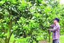 Một ông nông dân Thanh Hóa trồng lung tung đủ thứ cây theo kiểu chẳng giống ai, thu nhập mỗi năm hơn 2 tỷ đồng